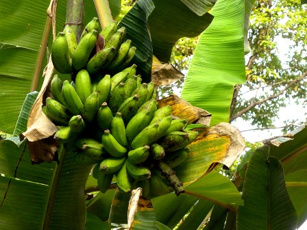Bananas in Amaya Lake park - Sri Lanka