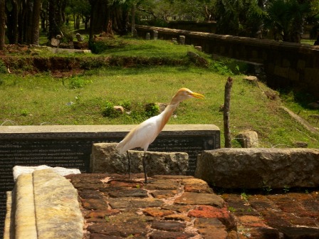 Birds in Auradhapura temple