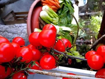 Vegetable from market in Cagliari - Sardinia