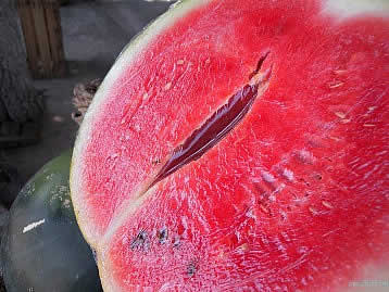Fresh watermelon in hot summer in Sardinia