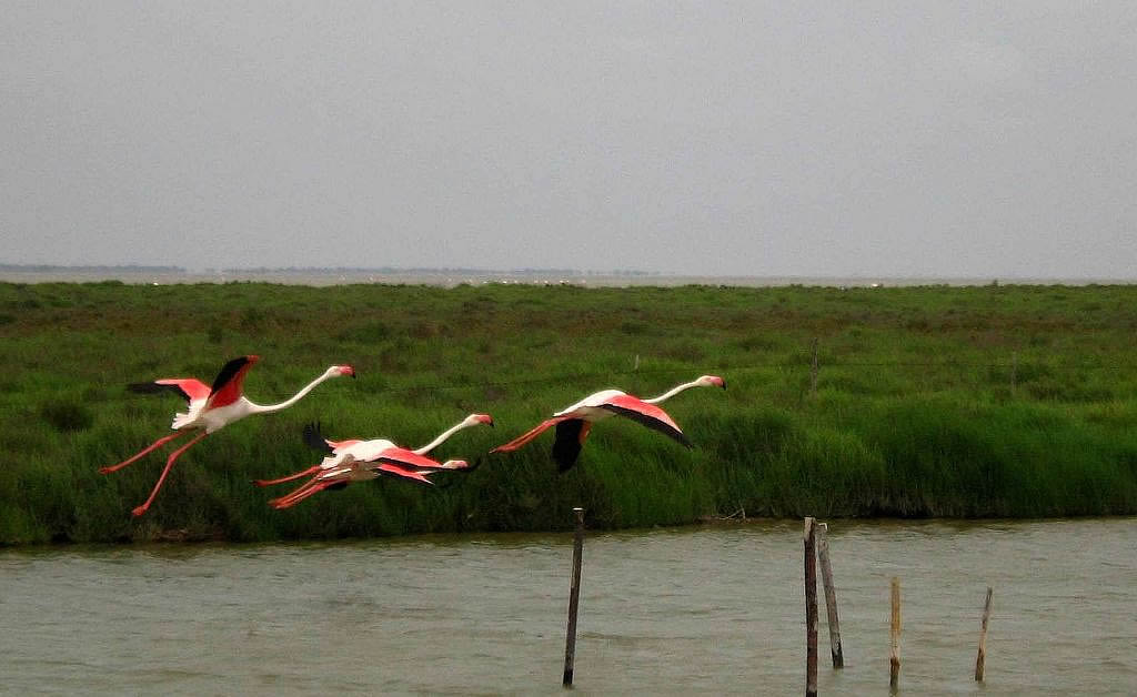 Flamingoes in Camargue park - France