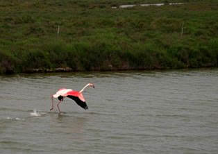 Flamingoes in  Camargue - France