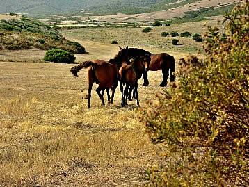 Horses in Sardinia near Costa Verde