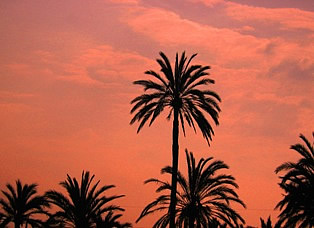Palms in Elche
