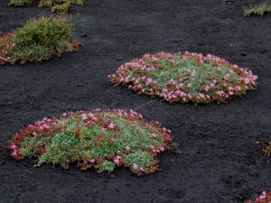 Mt Etna vegetation - Sicily