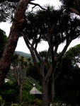 Trees in Gibraltar garden