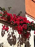 Summer with flower in Granada