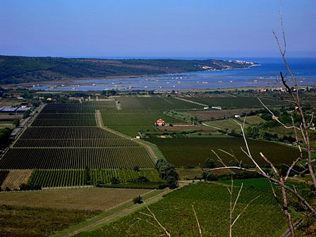 Secovlje saltpans and vineyards