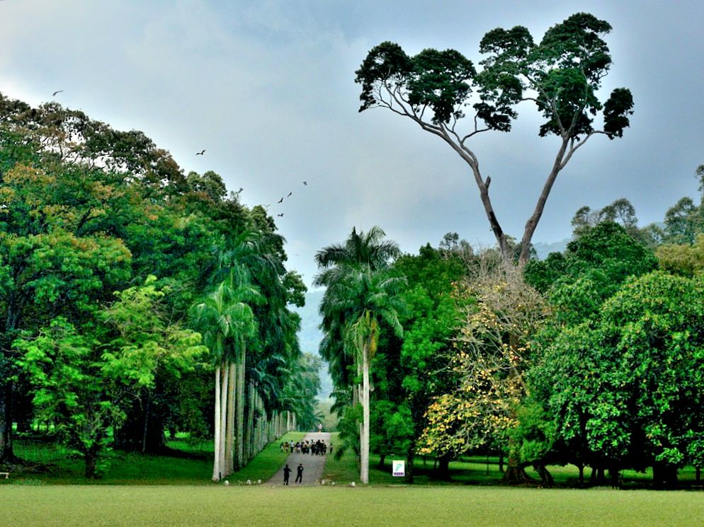 The Royal Palm Avenue, lined with majestic palm trees, and the old suspension bridge over River Mahaweli at the far end of the Garden add magnificence to it - Peradeniya gardens Sri Lanka 