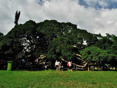 Giant fig in Botanical garden  Kandy - Sri Lanka