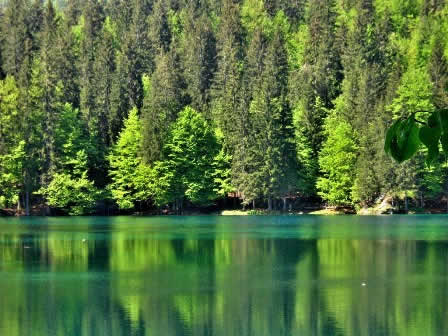 Greenery around Lake Fusine - Italy