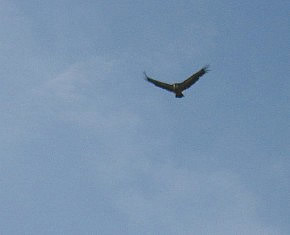 White head eagle Cres Island