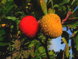 Flora of Losinj Island