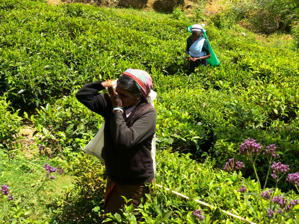 Tea pickers on large plantatiton of Nuwara Eliya - Sri Lanka 