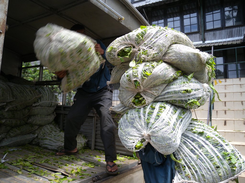 Workers on Tea plantatiton of Nuwara Eliya - Sri Lanka 