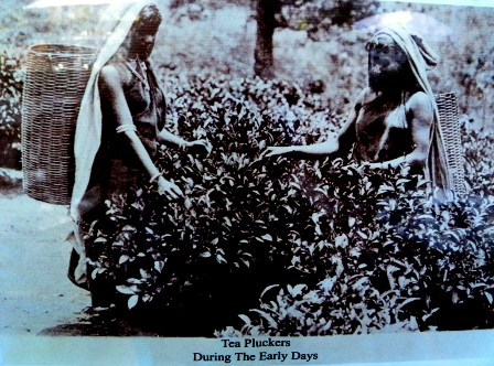 Old picture of Tea plantation - Nuwara Eliya Sri Lanka