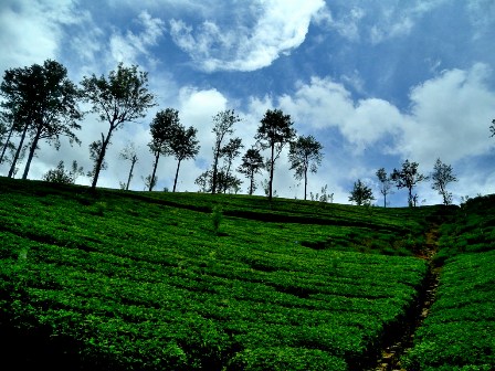 Tea plantation - Nuwara Eliya Sri Lanka