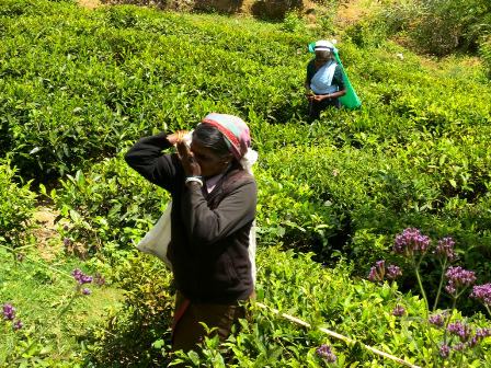 Pickers on Tea plantation - Nuwara Eliya Sri Lanka