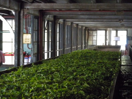 Tea factory of Tea plantation - Nuwara Eliya Sri Lanka