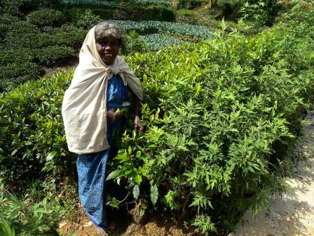 Tea picker on Tea plantation - Nuwara Eliya Sri Lanka