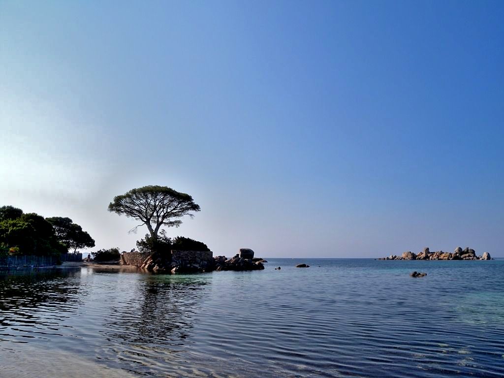 Pine tree on Palombaggia beach - Corsica 
