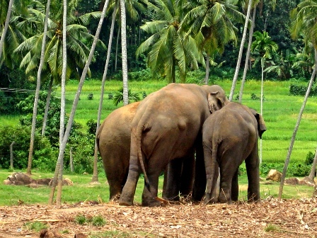 Pinnawala - chit chat  elephants