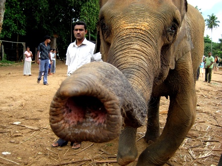 Pinnawala - elephants kiss me baby