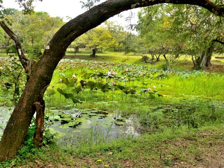 Gal Viharaya - park before temple polonnaruwa