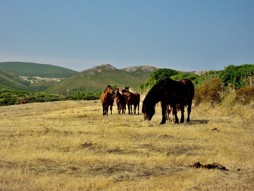 The Green Coast region (Costa Verde Sardinia), offers you beautiful horse riding excursions - Italy 