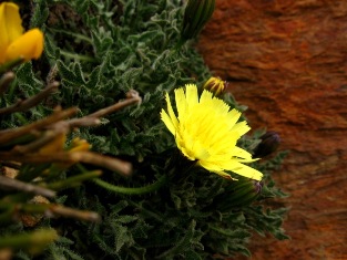 Flora of Sierra Nevada