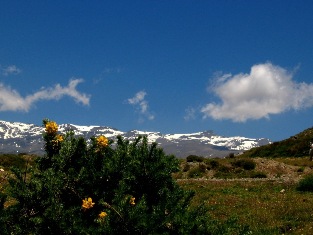 Vegetation of Sierra Nevada