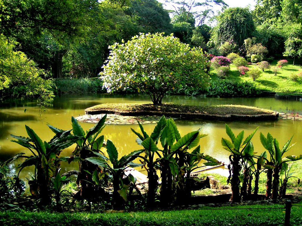 Tropical gardens of Sri Lanka 