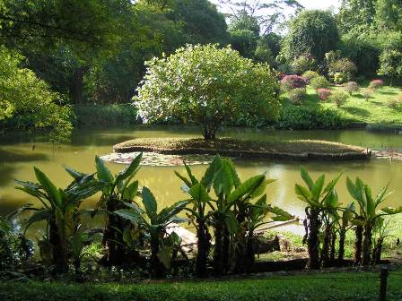Sri Lanka Peradeniya gardens