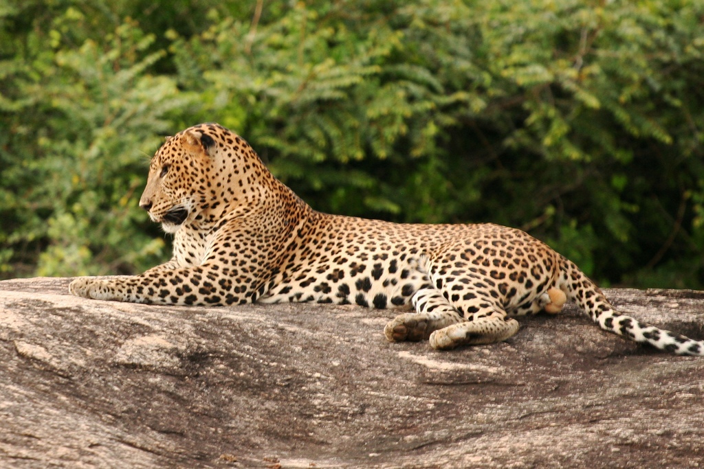 Yala park, Sri Lanka - to see a leopard 