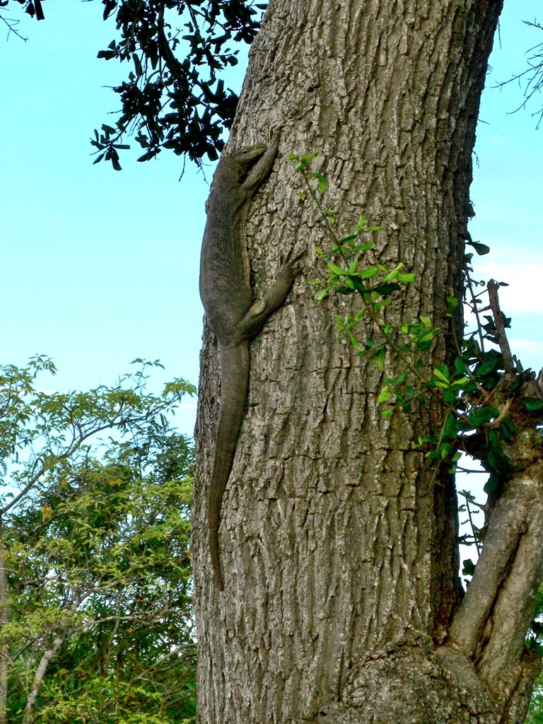 Exploring Yala national park and its wild life - Sri Lanka - Lizzard on the tree