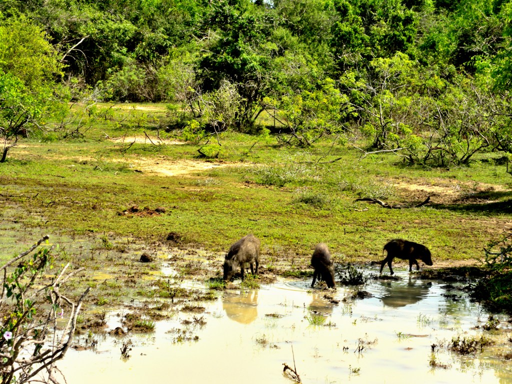Watching wild boars on safari in Yala national park - Sri Lanka 
