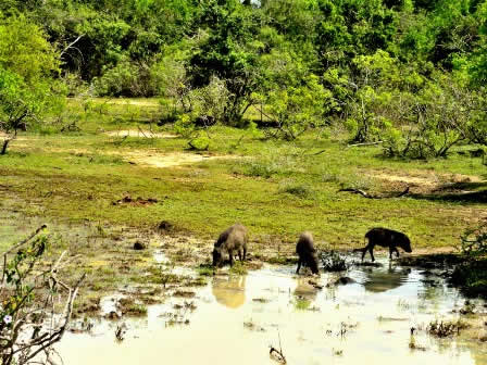 Wild boars in Yala national Park