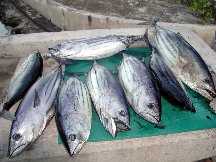 Fishing tuna in Bahamas