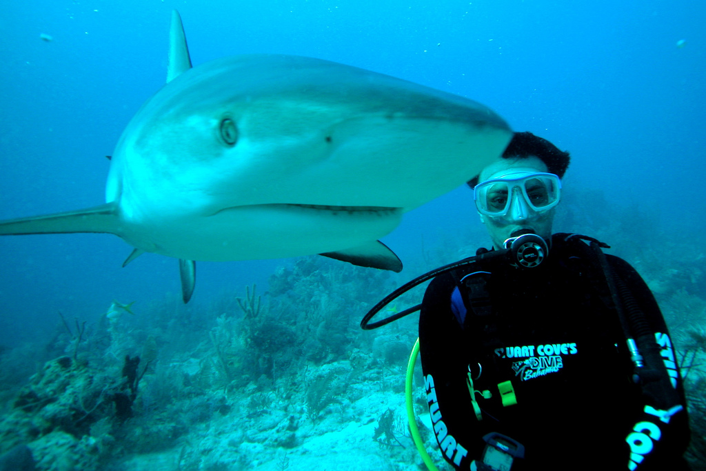 http://www.hikenow.net/images/bahamas/img/scuba-diving-bahamas-me-with-shark.jpg