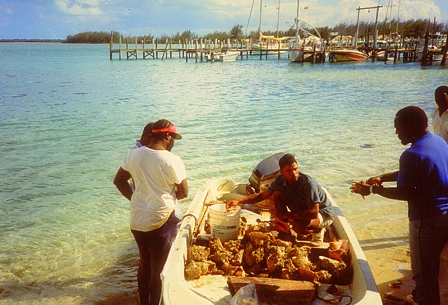 Bahamas - life on the coast of Bimini