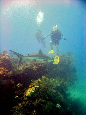 Scuba diving in Bimini - carribean reef shark