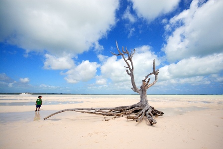 Eleuthera island - lone tree on the beach