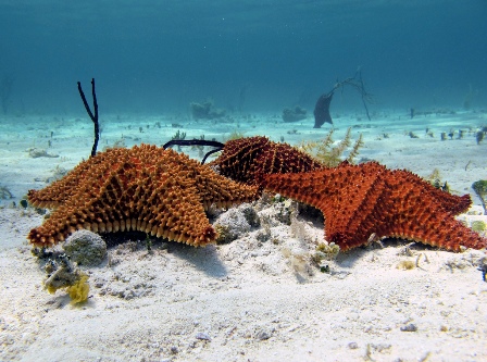 Exuma island - snorkeling and exploring sea life of cays