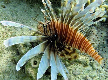 Snorkeling in Bahamas - picture of lionfish