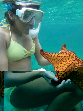 Marine biology - snorkeling in Bahamas