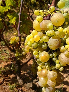 From Late harvest of grape produce  high quality predicate or dessert wines in Korcula island