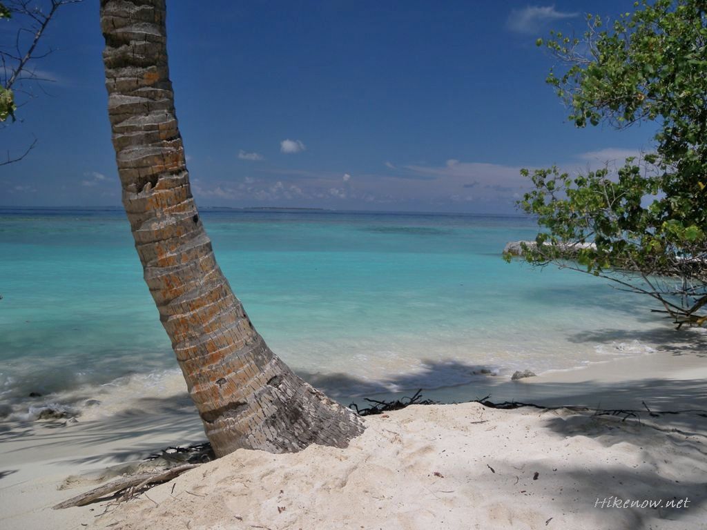 Coast of Maldives with palm tree
