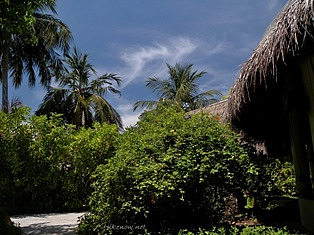 Greenery of  Maldives Bandos resort