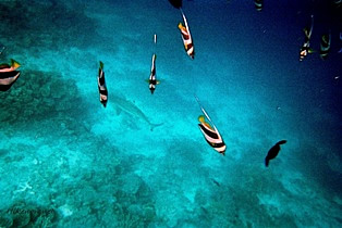 Beautiful underwater of Maldives 